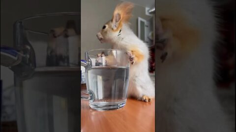 #shorts Смешные животные из Тик Ток 87 Funny animals from Tik Tok