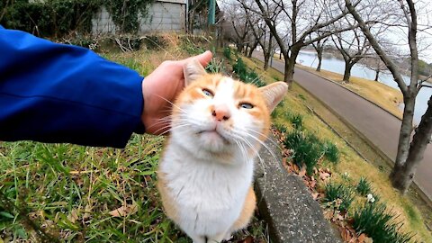 When the stray cat that was on the wall