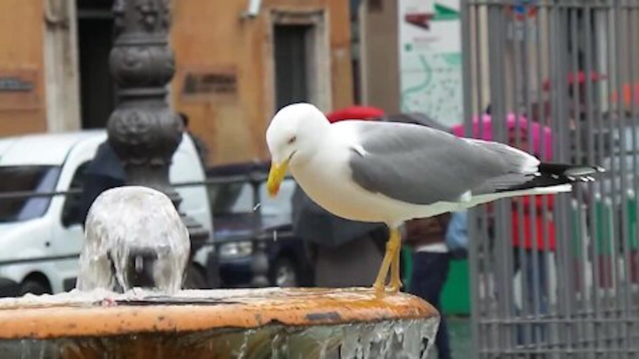 Gabbiano Mangia Carne di Uccello Morto