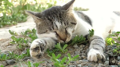 Purring Cat. #whitenoise Sounds that can help with relaxing and more. #ASMR