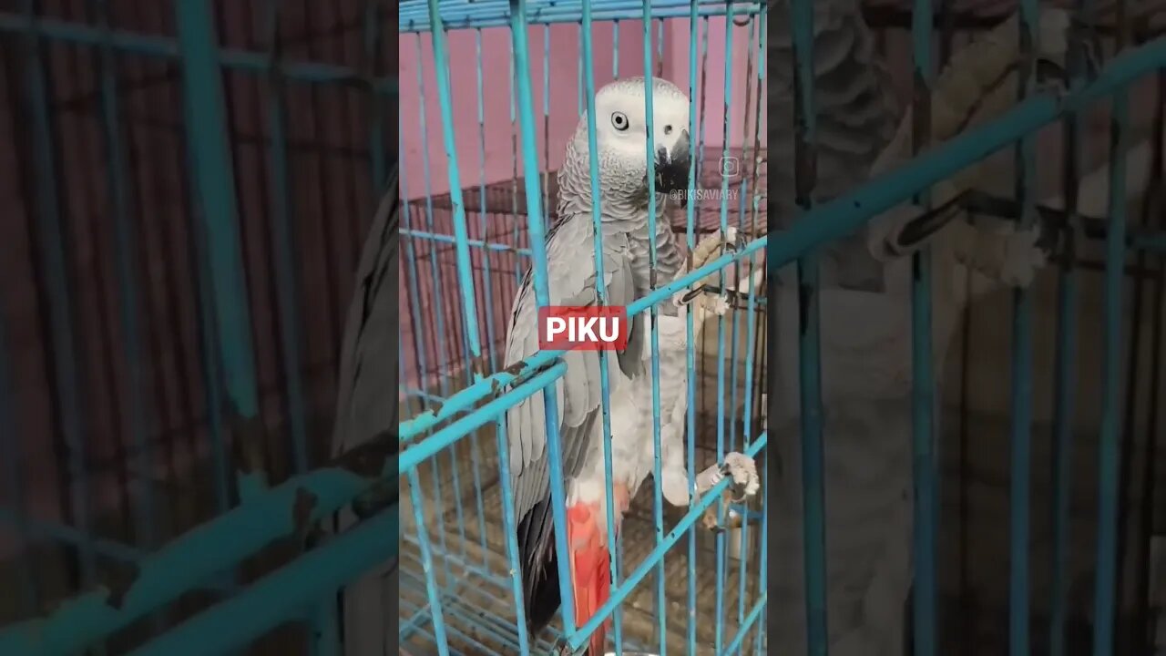 Piku - The African Grey Parrot l #shorts l #africangreyparrot l @BikisAviary