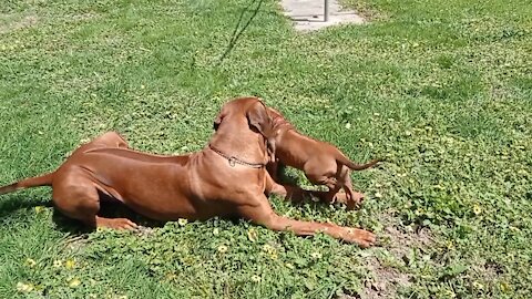 Huge Ridgeback Can Bearly Contain His Love For His Tiny Lady Ridgie