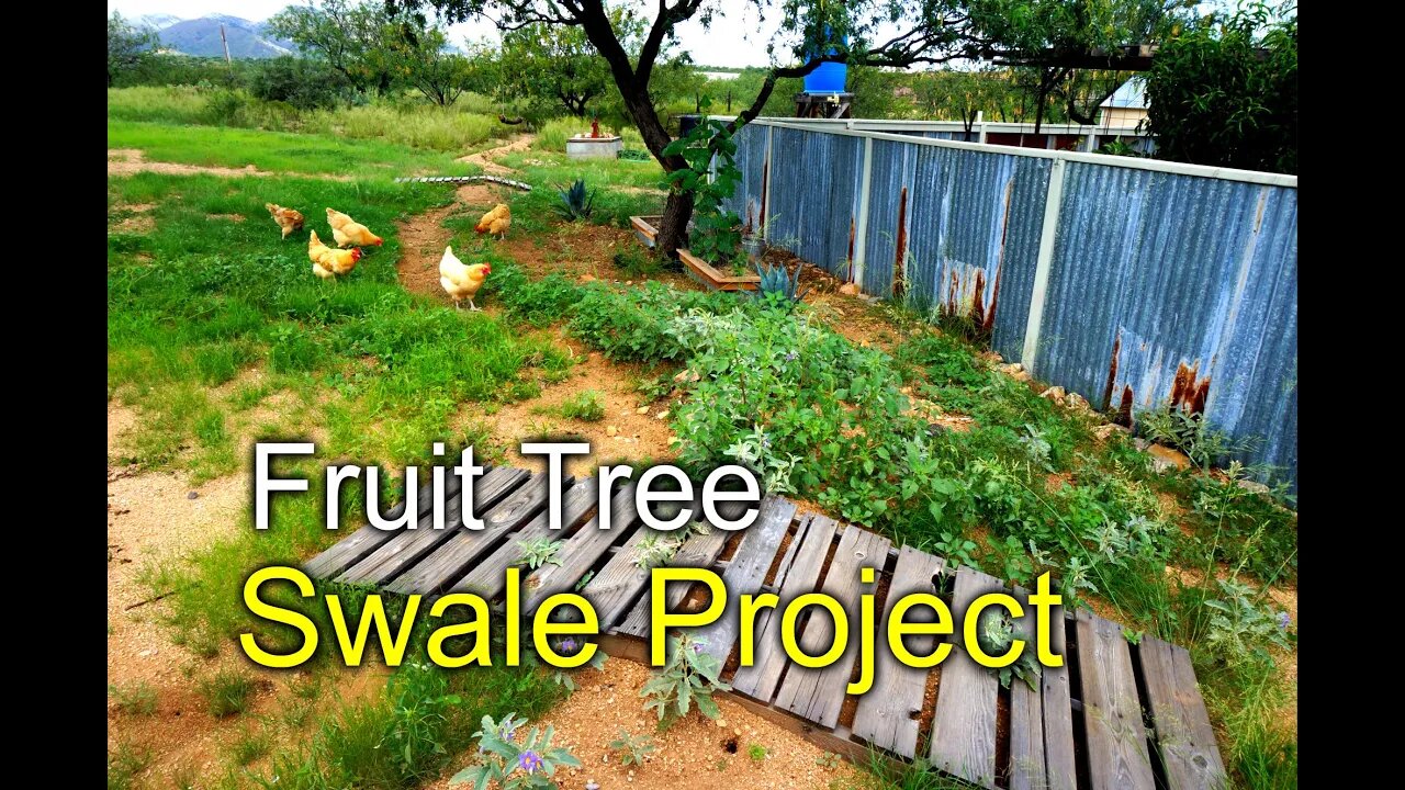 Rainwater swale for fruit trees - Desert Permaculture