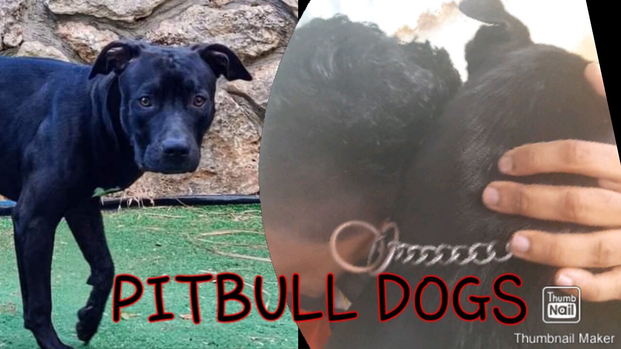 Pitbull dogs