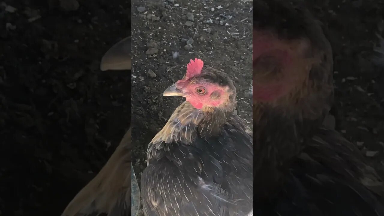 Mother hen calls baby chick. See how her tummy is bald? It helps keep chicks and eggs warm