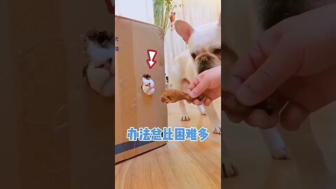 🤣 Try Not To Laugh 🤣 Funny Animal 🐶 Dog & Cat 😻 #shorts4