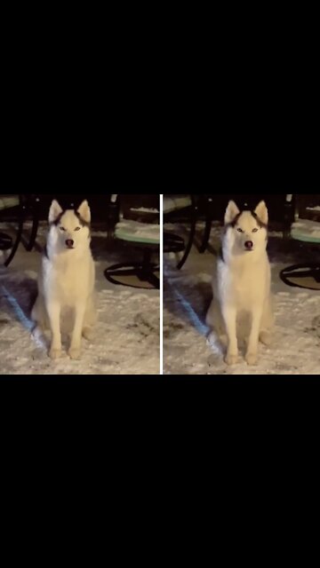 Husky Throws Tantrum When Asked To Come Inside