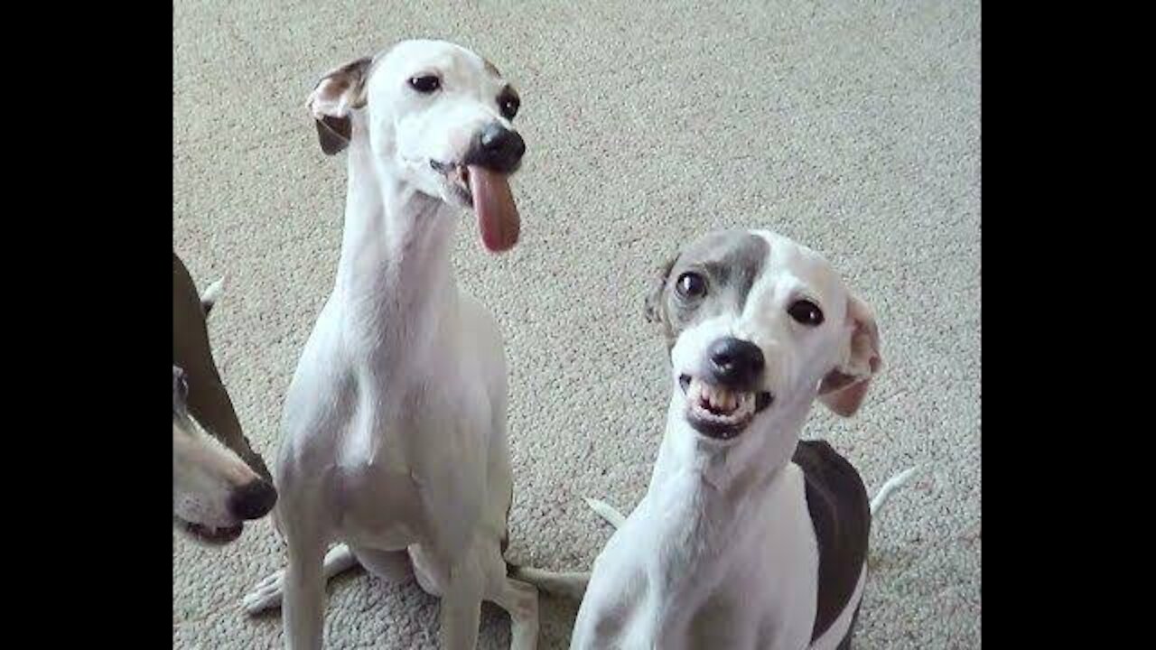 Funny video animals1