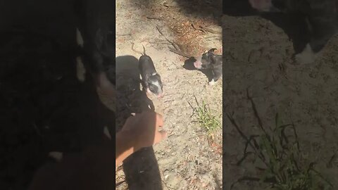 friendly piglets