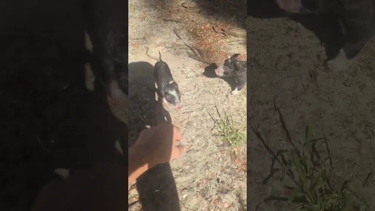 friendly piglets