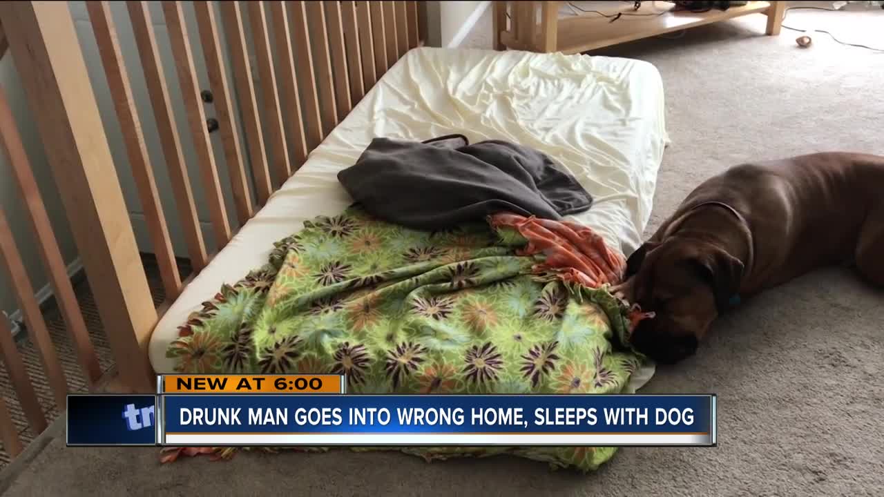 Man doesn't remember sleeping in mastiff's bed on NYE