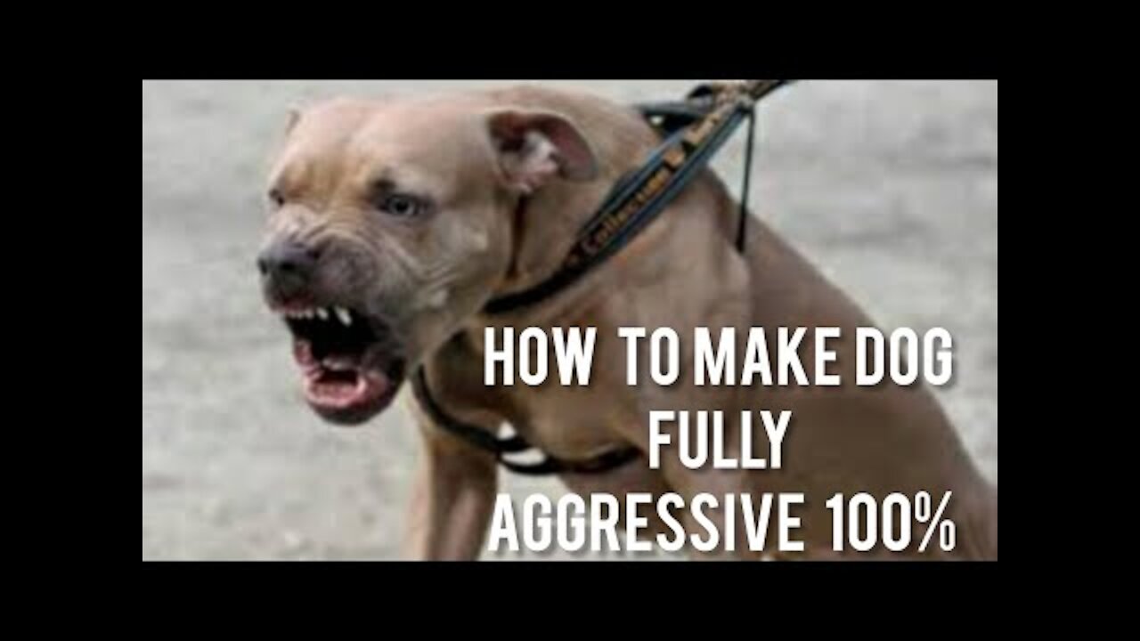 How to make dog become fully aggressive with few simple tips