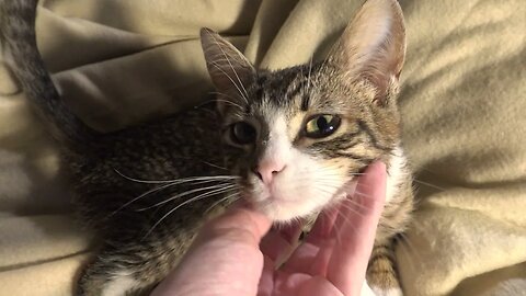 Kitten Looks into Mom's Eyes and Purrs