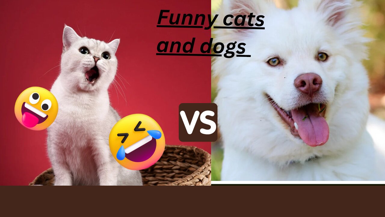 Funny cats and dogs completion 🤣