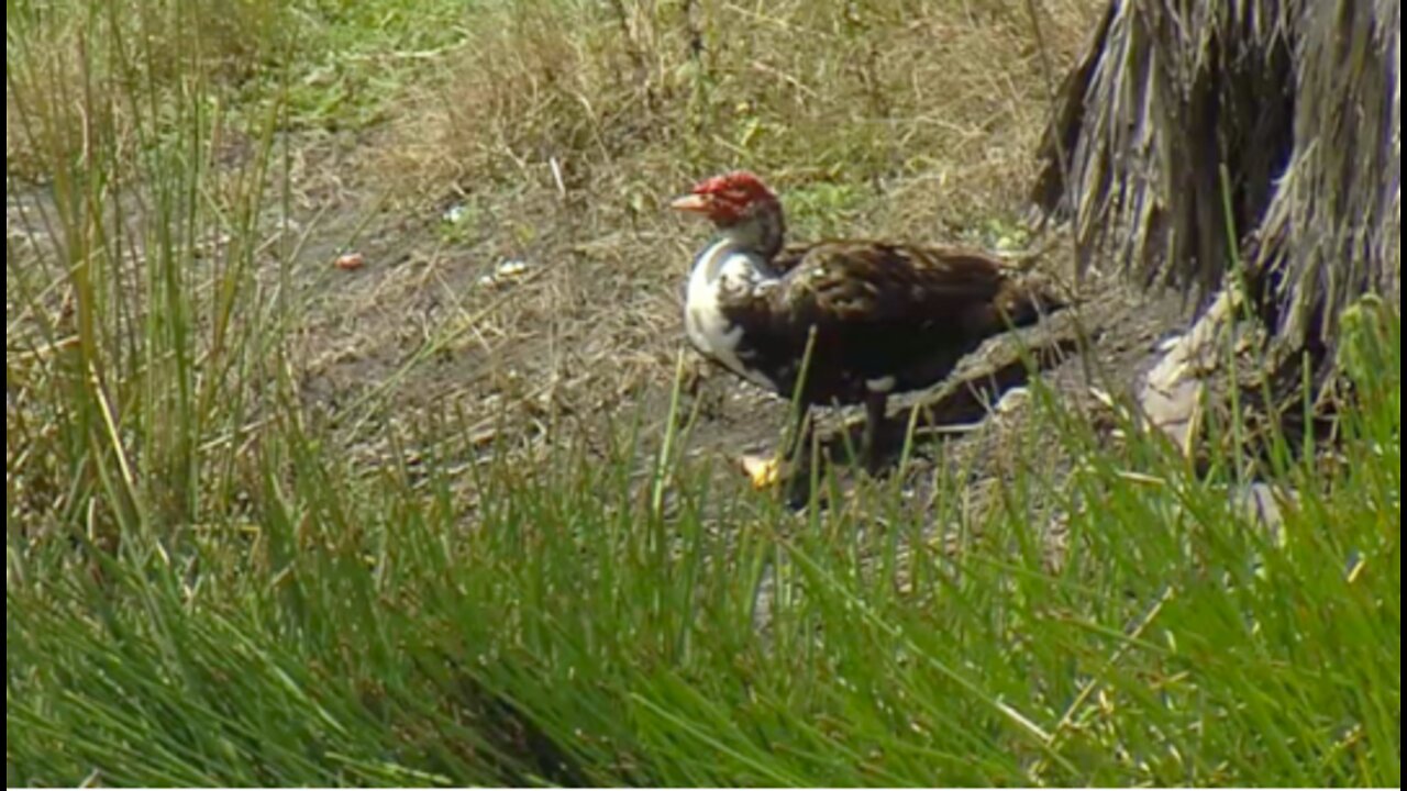 Discovery of dead ducks concerns some West Palm Beach homeowners