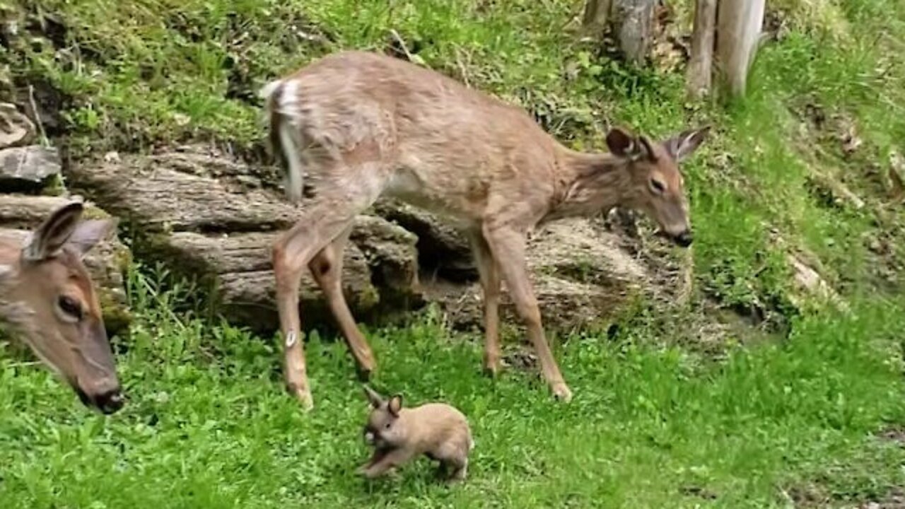 Friendly dwarf rabbit just wants to play with the wild deer