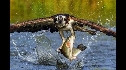 WATCH Eagle Catch Fish