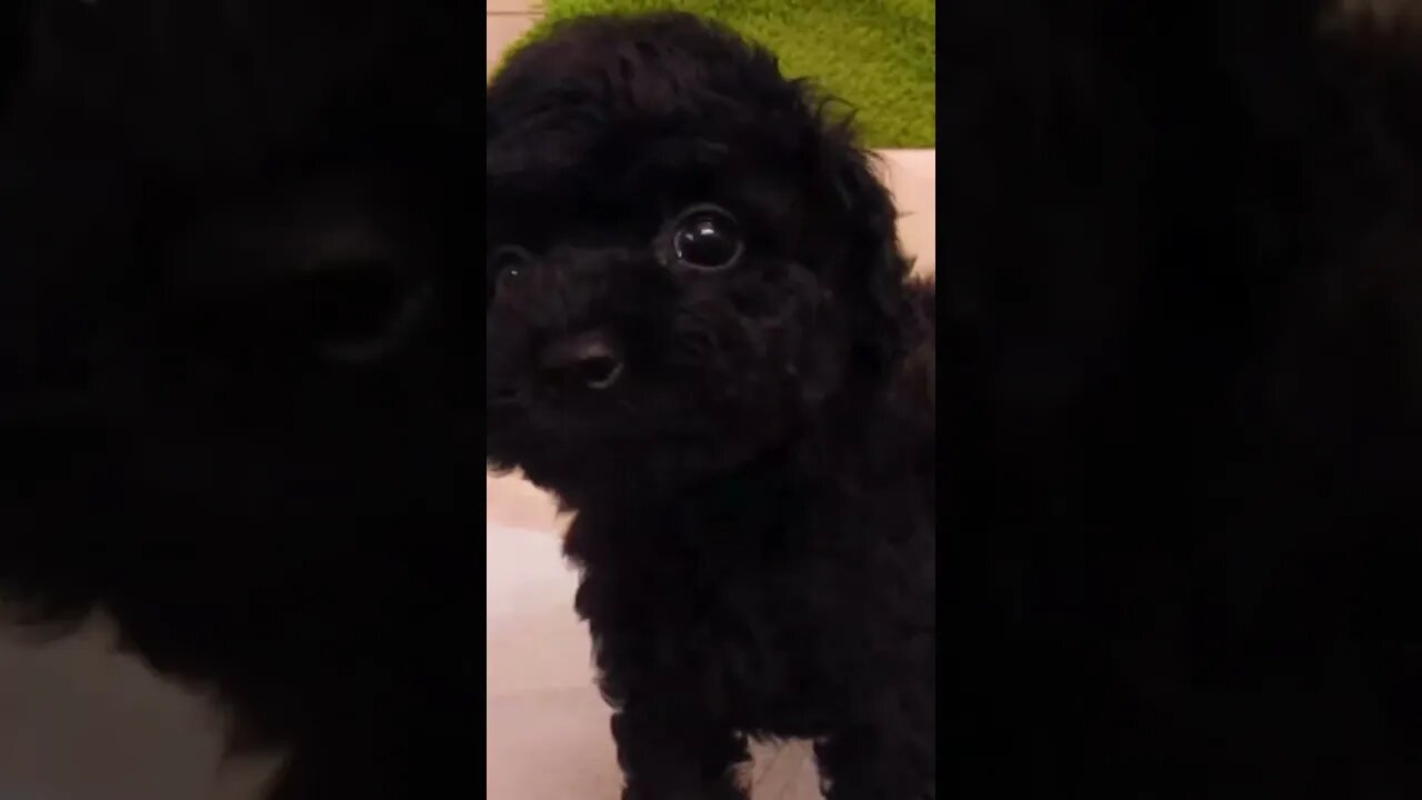 Funniest Cat and Dog Videos Compilation #100 #shorts