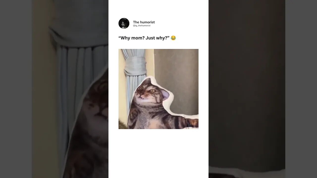 His face says a lot.. 😂😂 #cat #angry #shorts