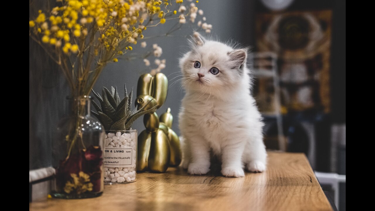 Two lazy kittens need to exercise