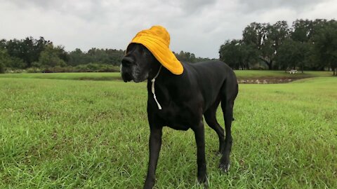 Great Dane Dresses For Florida Tropical Storm Hurricane ETA Weather