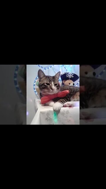 Cat Birthday Party #shorts