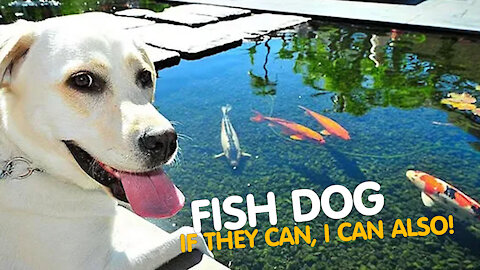 FISH DOG | IF THEY CAN, I CAN ALSO! [CUTE]