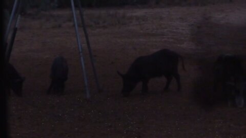 Wild Hog Down