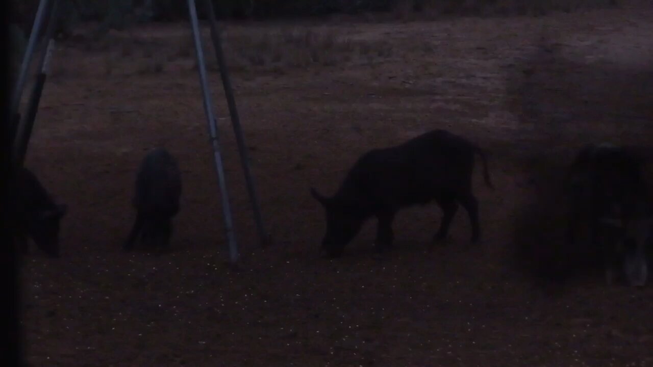 Wild Hog Down