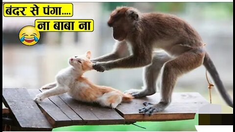 funny videos 🔥 Cat and Monkey