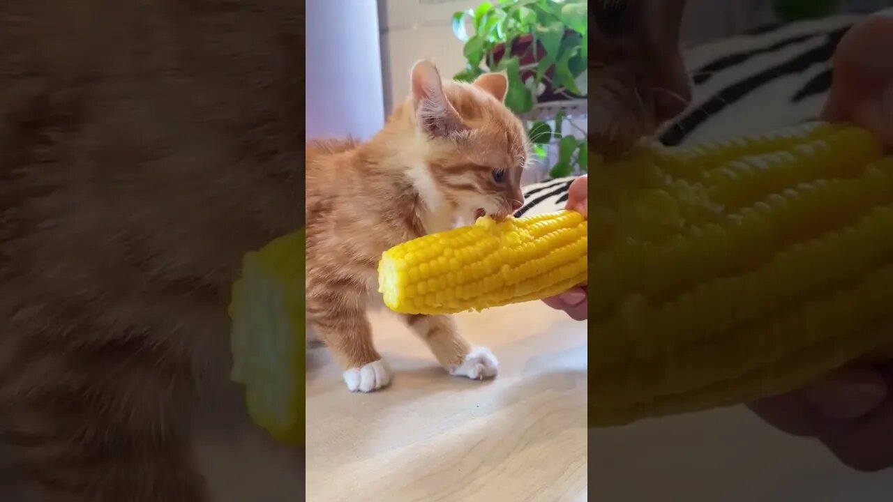 SO CUTE - Baby Cat Eats 🍿 #shorts #shortsfeed #animals