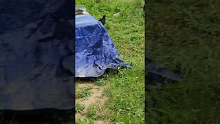 Dead Guinea Hens- predator lights don't work #farmlife #farm