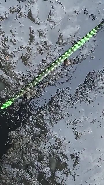 Gene Leahy Mall - Fish stuck in drained areas