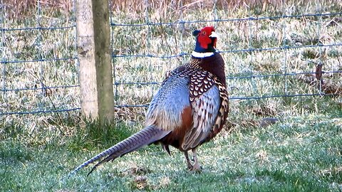 The Pheasant's Territorial Call ( HD )