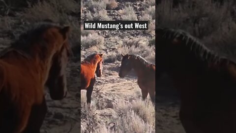 Watch Wild Mustangs out West #wildhorses #mustangs #horse #horses #shorts