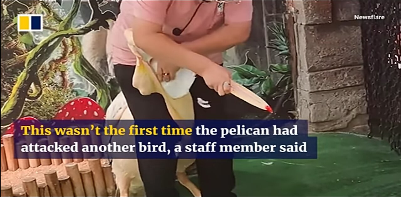 Pelican caught eating pigeon 'colleague' at Zoo in China