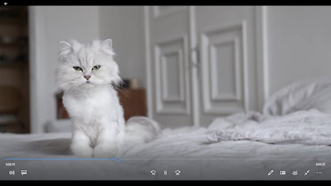 A Furry White Cat on the Bed