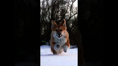 Little dog running in the snow #Shorts