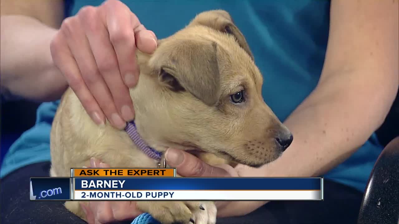 Ask the Expert: Gift adoptions