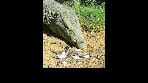 #animals #crocodile