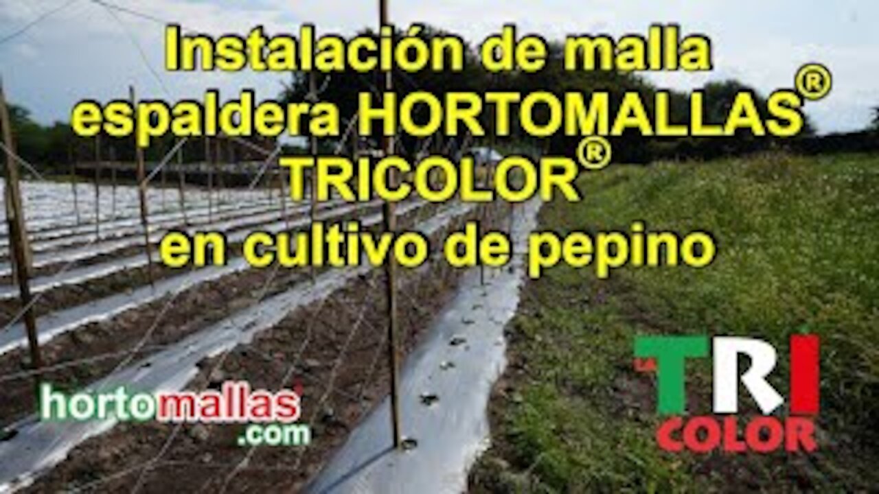 Instalación de malla espaldera HORTOMALLAS® TRICOLOR® en cultivo de pepino.