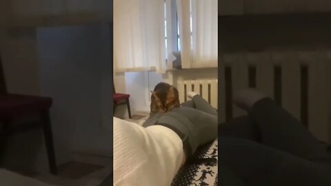 This Cat is an absolute menace