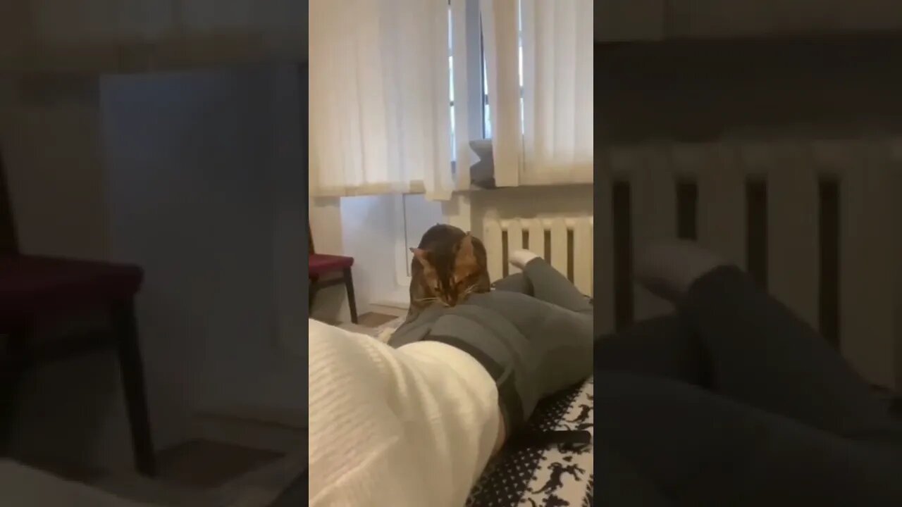 This Cat is an absolute menace