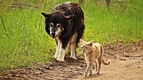 THIS VIDEO SHOWS DOG AND CAT HAVING FUN