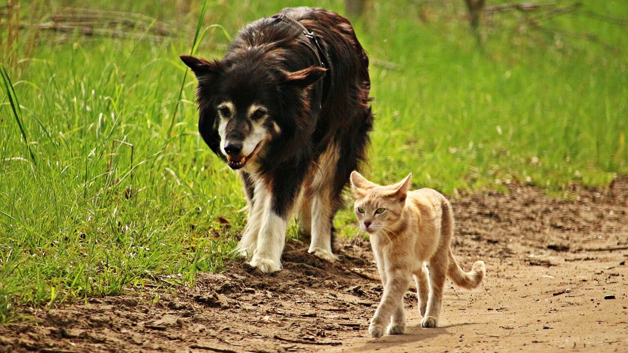 THIS VIDEO SHOWS DOG AND CAT HAVING FUN