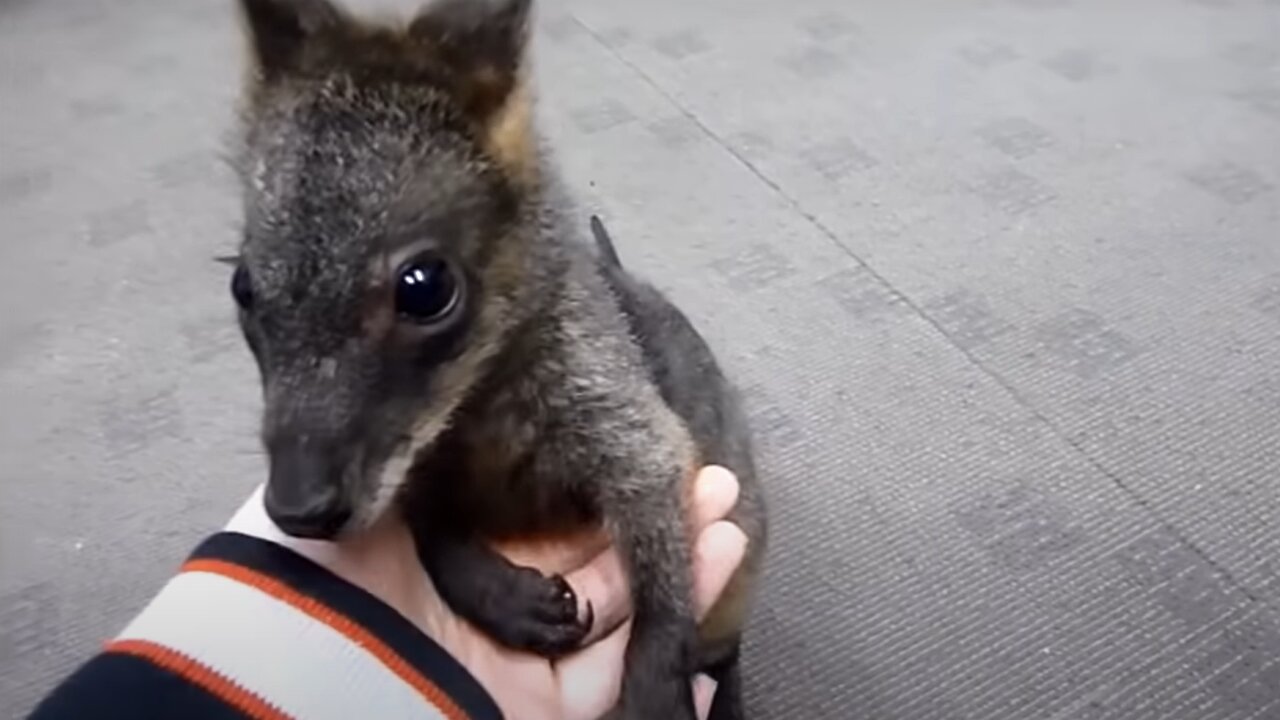 Baby Kangaroos - CUTEST Compilation