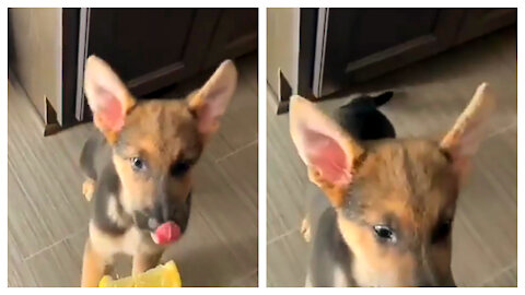 the puppy is not a fan of lemon