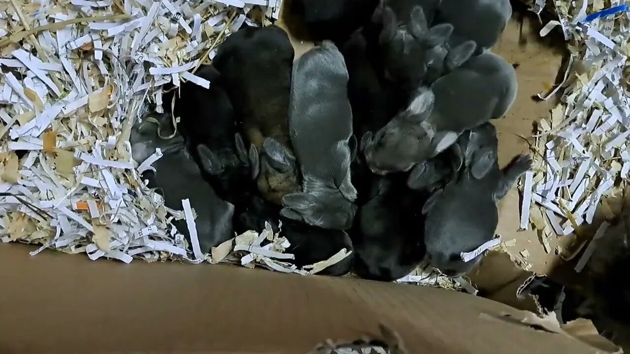 BLUE VIENNA BABY RABBITS KITS 6 DAYS OLD: Blue Black and Agouti or will it be Isabella? Konijntjes