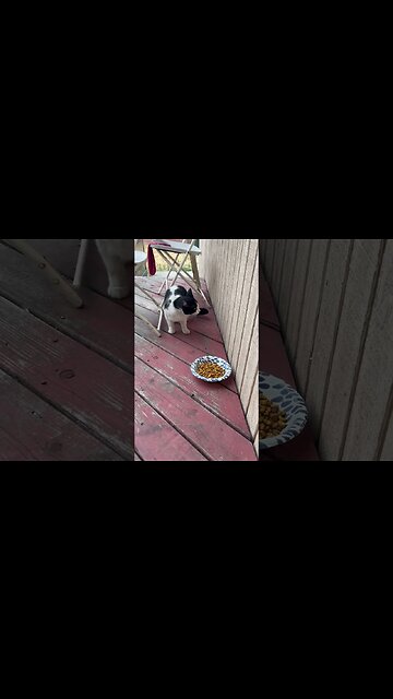 Stray that comes over everyday