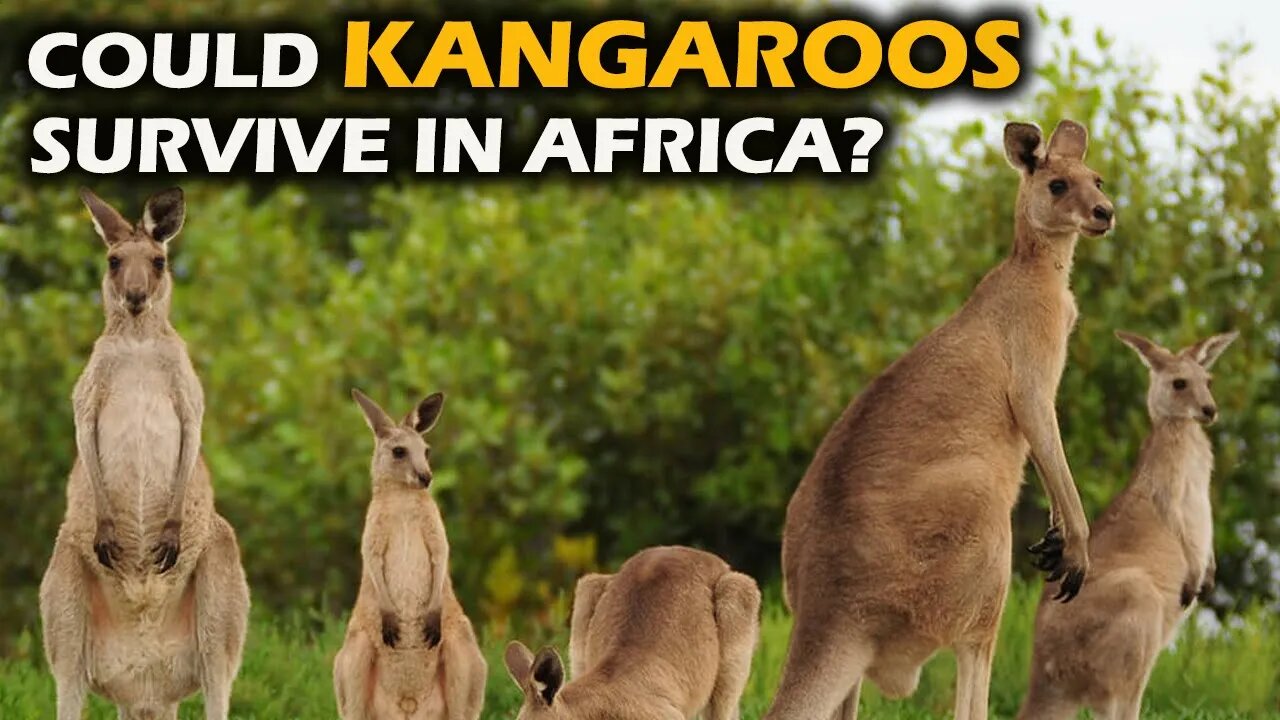 KANGAROOS COULD PERHAPS ENDURE IN AFRICA: -HD